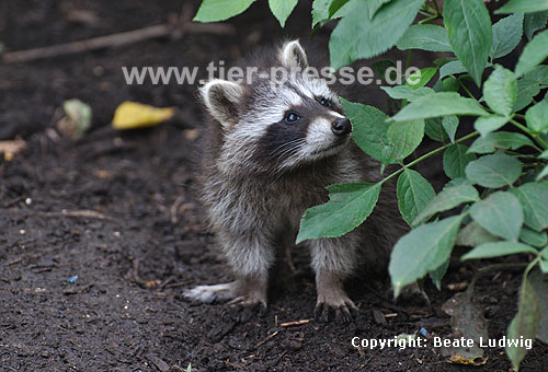Waschbär / Racoon / Procyon lotor