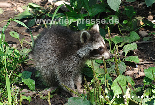 Waschbär / Racoon / Procyon lotor