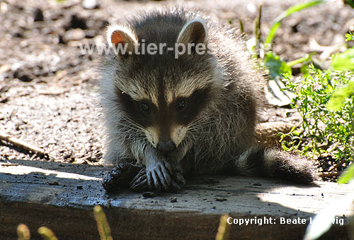 Waschbär / Racoon / Procyon lotor