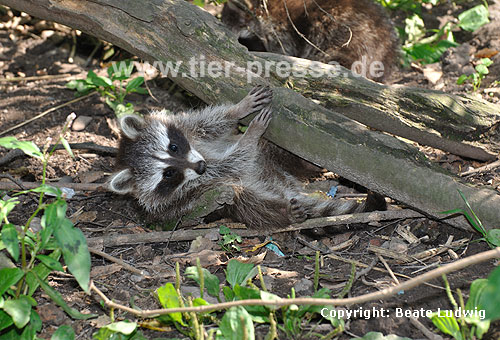 Waschbär / Racoon / Procyon lotor