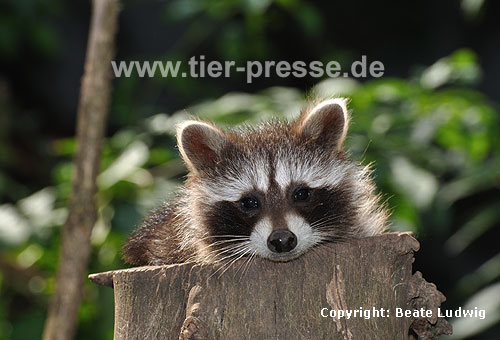 Waschbär / Racoon / Procyon lotor