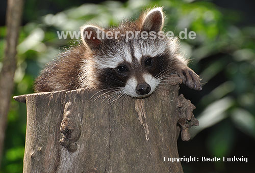 Waschbär / Racoon / Procyon lotor