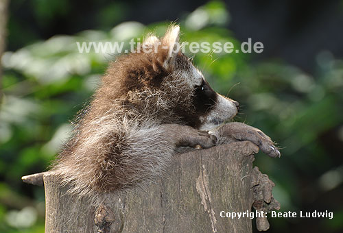 Waschbär / Racoon / Procyon lotor