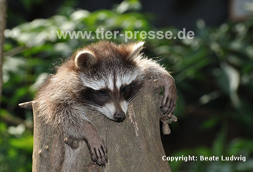Waschbär / Racoon / Procyon lotor