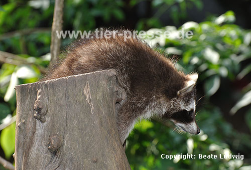 Waschbär / Racoon / Procyon lotor