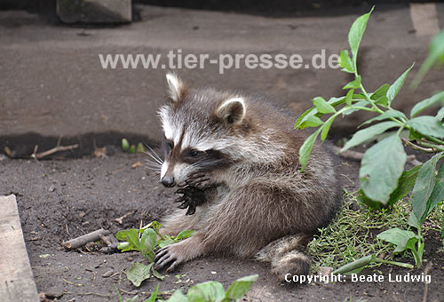 Waschbär / Racoon / Procyon lotor