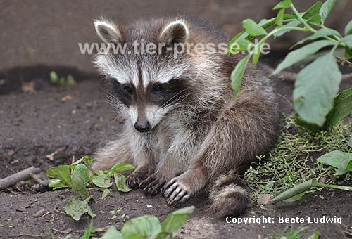 Waschbär / Racoon / Procyon lotor