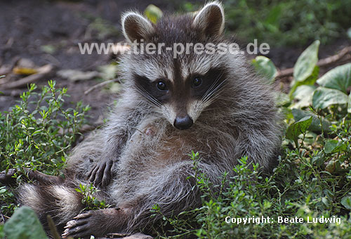 Waschbär / Racoon / Procyon lotor