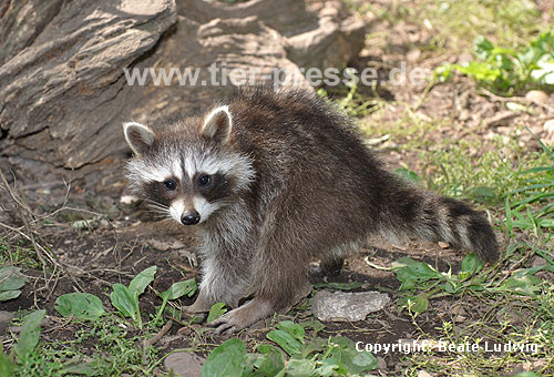 Waschbär / Racoon / Procyon lotor