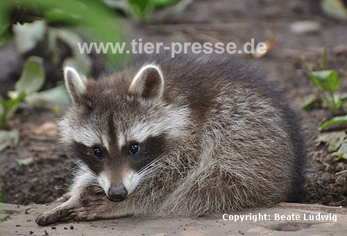 Waschbär / Racoon / Procyon lotor