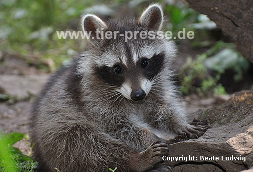Waschbär / Racoon / Procyon lotor
