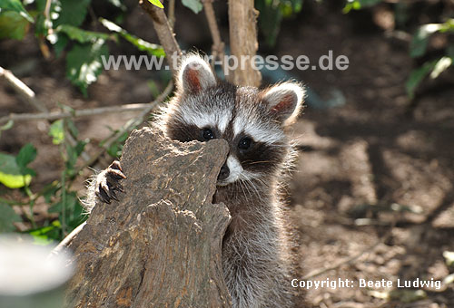 Waschbär / Racoon / Procyon lotor