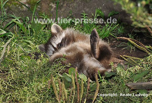 Waschbär / Racoon / Procyon lotor