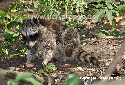 Waschbär / Racoon / Procyon lotor