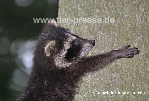 Waschbär / Racoon / Procyon lotor