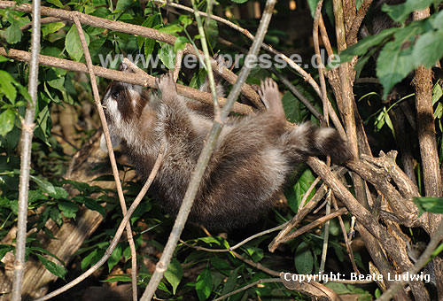 Waschbär / Racoon / Procyon lotor