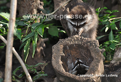 Waschbär / Racoon / Procyon lotor