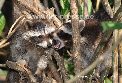 Waschbär / Racoon / Procyon lotor