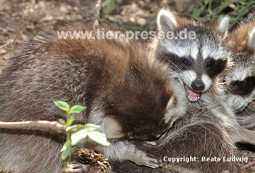 Waschbär / Racoon / Procyon lotor