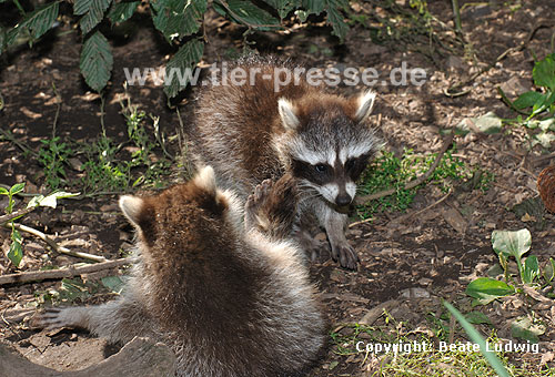 Waschbär / Racoon / Procyon lotor