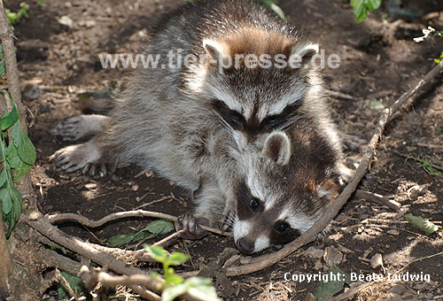 Waschbär / Racoon / Procyon lotor