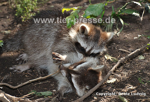 Waschbär / Racoon / Procyon lotor