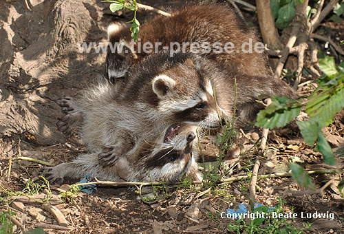 Waschbär / Racoon / Procyon lotor