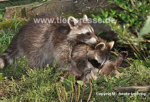 Waschbär / Racoon / Procyon lotor