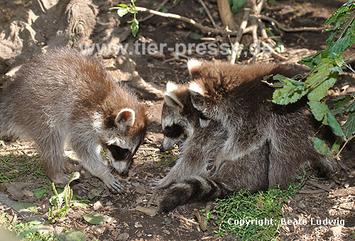 Waschbär / Racoon / Procyon lotor