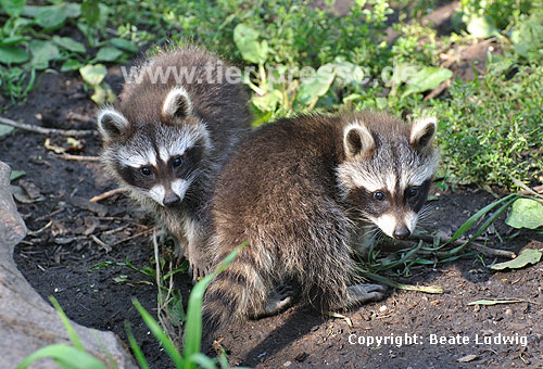 Waschbär / Racoon / Procyon lotor