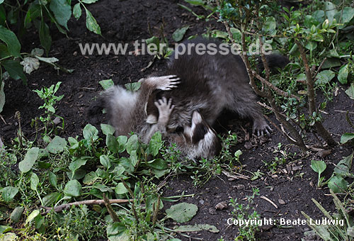 Waschbär / Racoon / Procyon lotor