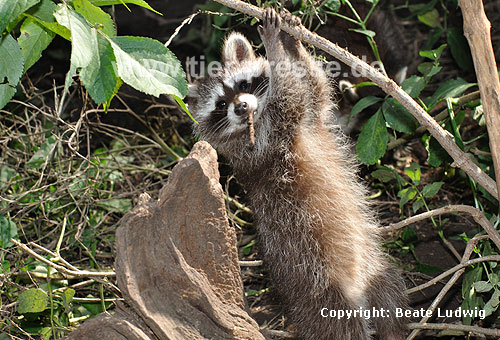 Waschbär / Racoon / Procyon lotor