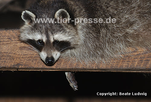 Waschbär / Racoon / Procyon lotor