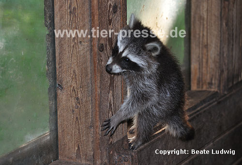Waschbär / Racoon / Procyon lotor