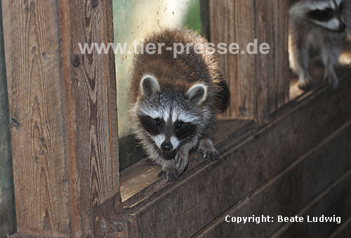 Waschbär / Racoon / Procyon lotor