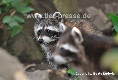 Waschbär / Racoon / Procyon lotor