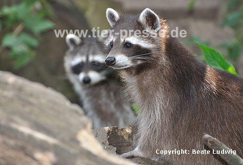 Waschbär / Racoon / Procyon lotor
