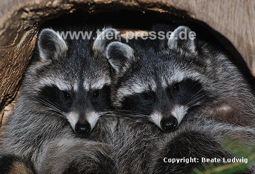 Waschbär / Racoon / Procyon lotor