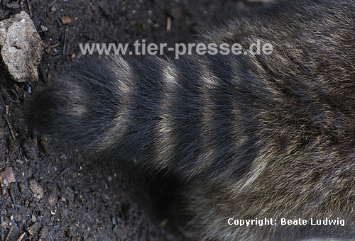Waschbär / Racoon / Procyon lotor