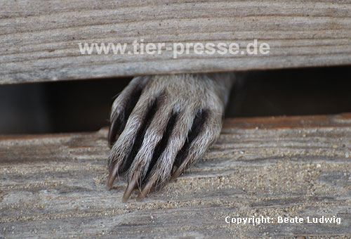 Waschbär / Racoon / Procyon lotor