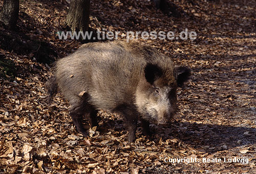 Wildschwein, Bache / Wild boar, sow
