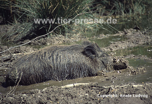 Wildschwein / Wild boar