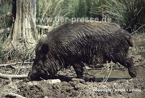 Wildschwein / Wild boar