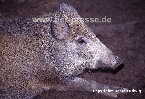 Wildschwein / Wild boar