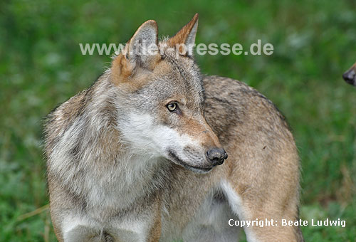 Europäischer Wolf / Grey Wolf / Canis lupus