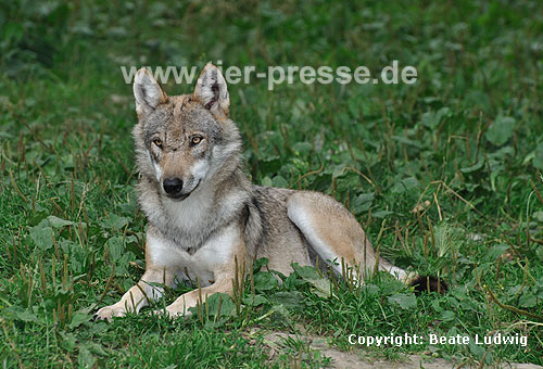 Europäischer Wolf / Grey Wolf / Canis lupus