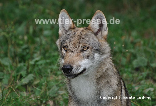 Europäischer Wolf / Grey Wolf / Canis lupus