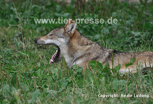 Wolf gähnt / Gray Wolf yawning / Canis lupus
