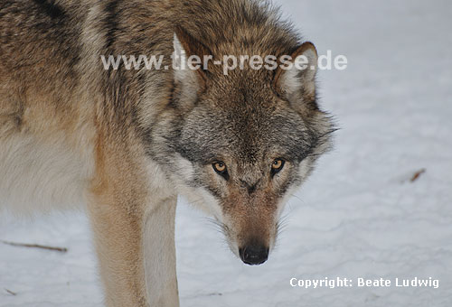 Europischer Wolf im Schnee / European Wolf, snow / Canis lupus