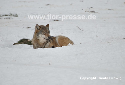 Europäischer Wolf im Schnee, Ruhen / European Wolf, snow / Canis lupus